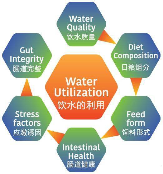 无处不在的水线问题，净化刻不容缓——二甲酸钾来解决